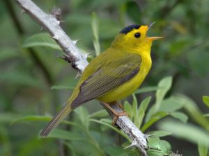 Wilson's Warbler