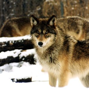 gray wolf in winter