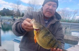 Indiana State Record Yellow Perch